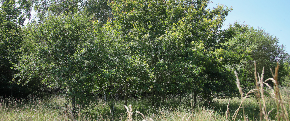 A copse of young trees at the dedication area