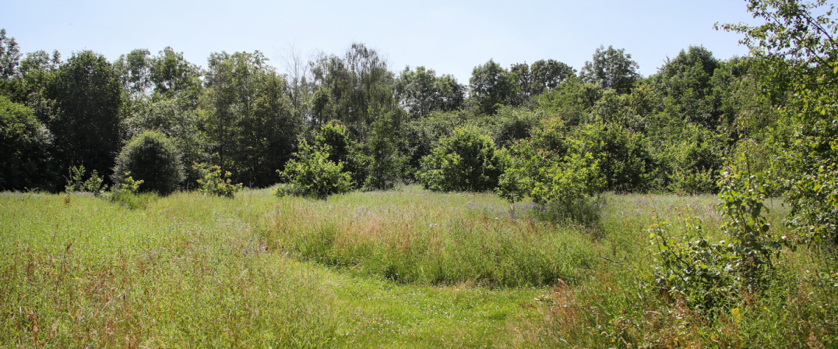 The tree dedication area at Dorothy's Wood