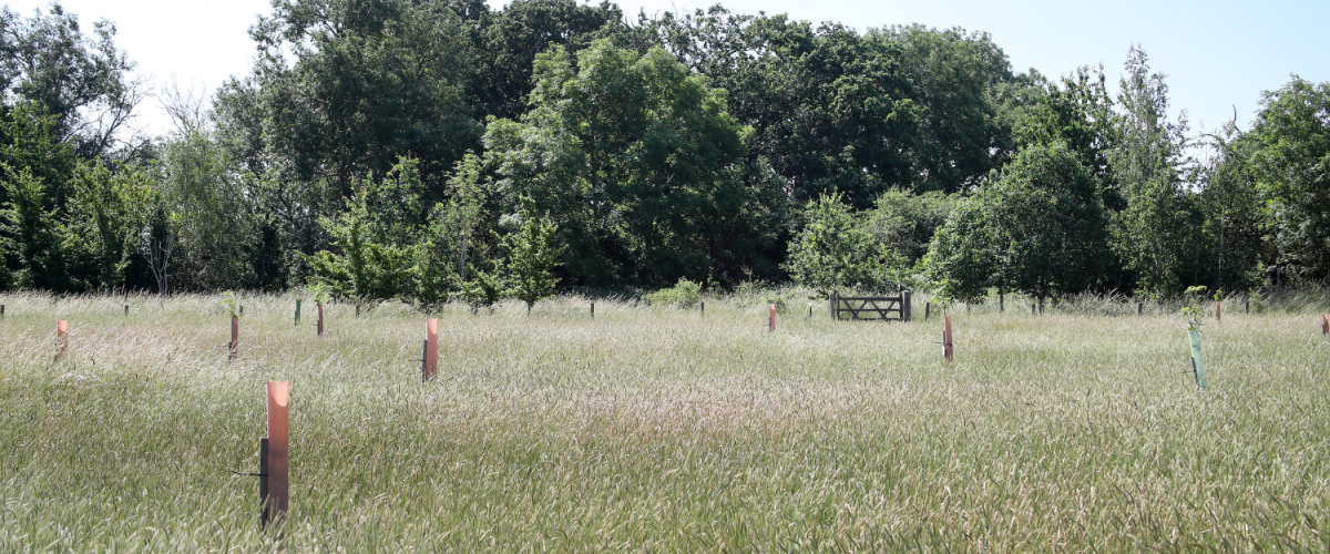 The tree dedication area with mature woodland behind