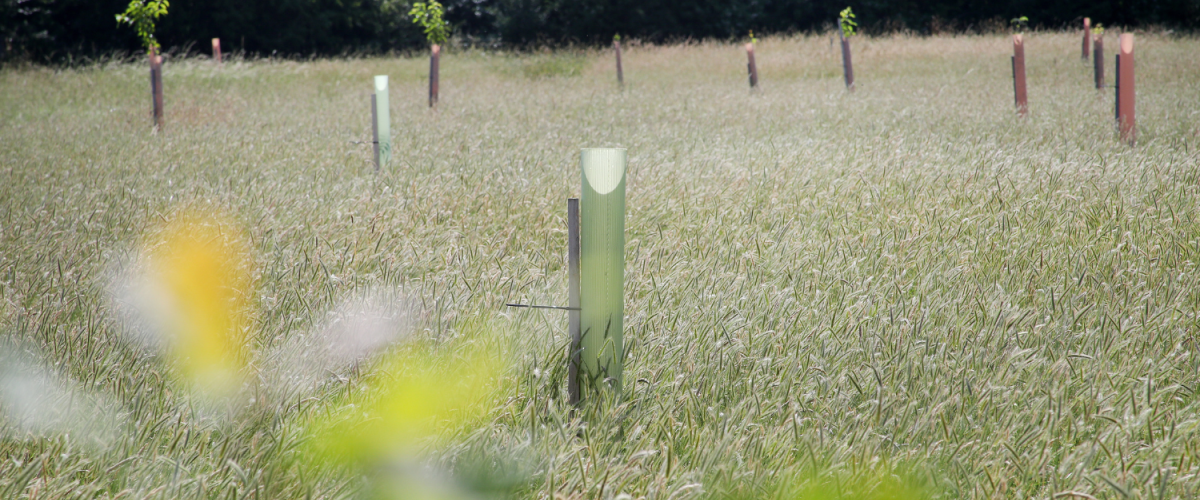 The tree dedication area from a sapling point of view