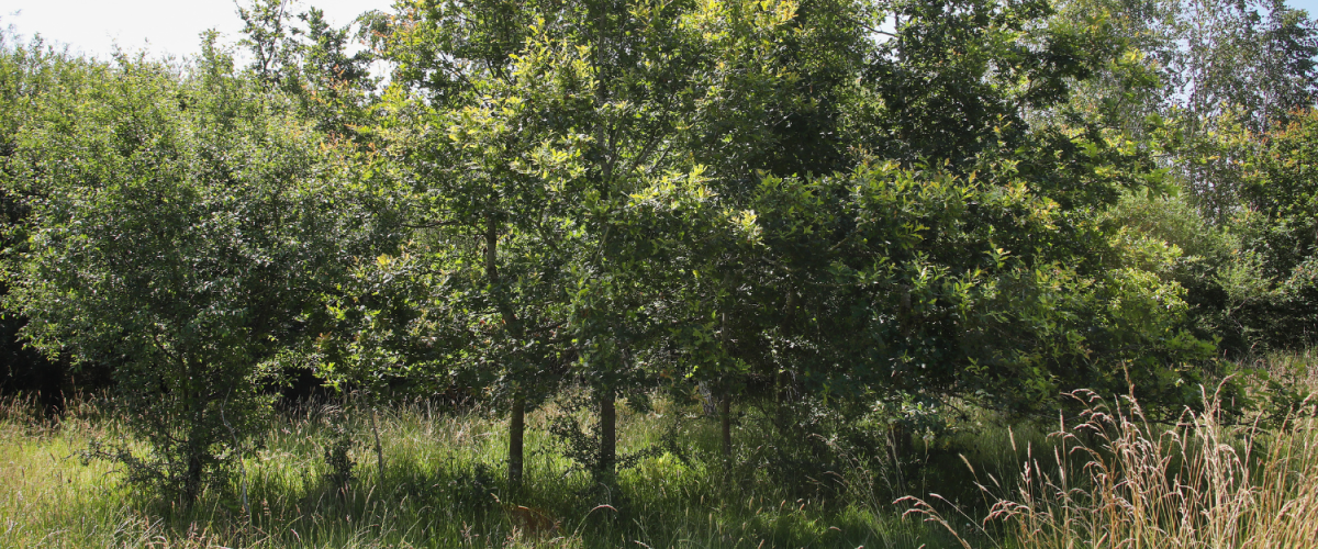 Young trees at the Haydon Way Wood dedication area