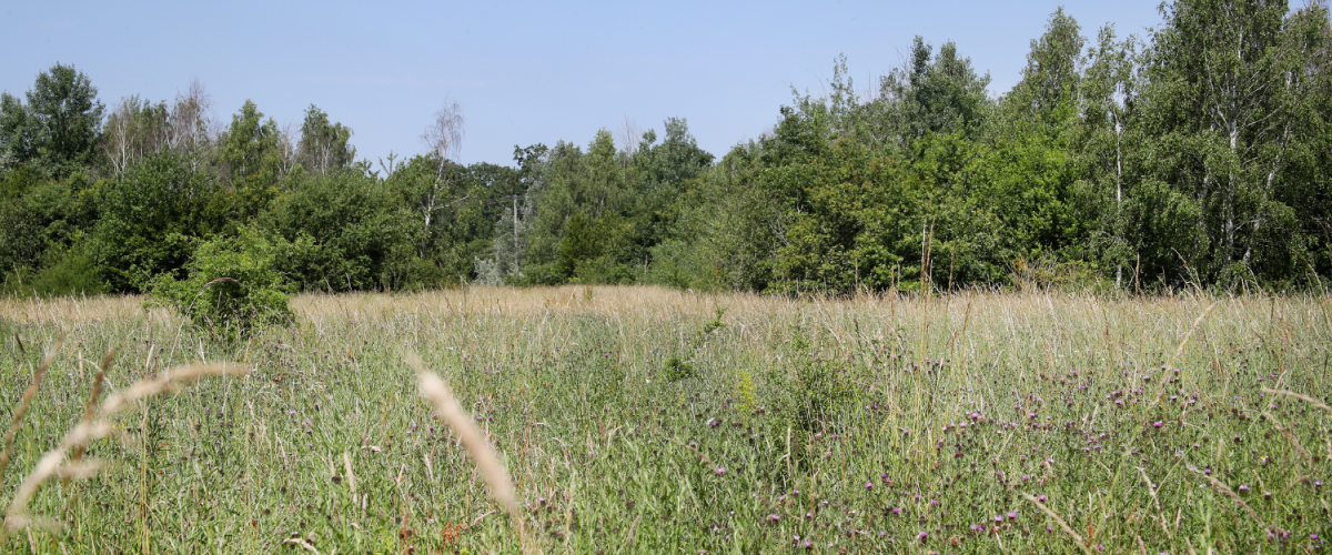 Wild grasses flourishing near the dedication area
