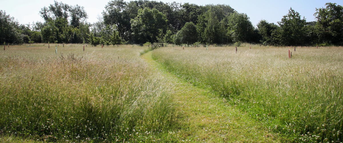 A mown grassy path within the tree dedication area