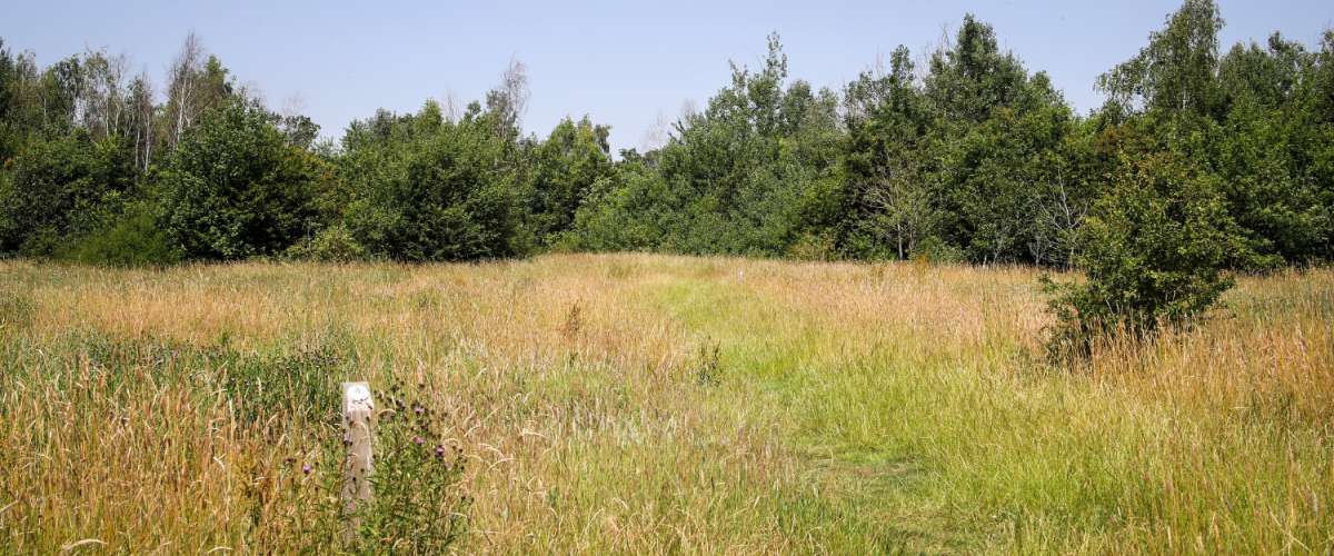 A grassy path leading to the Haydon Way Wood dedication area