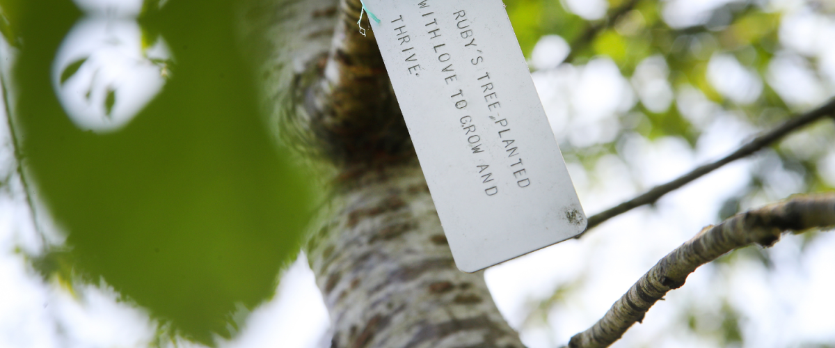 A close-up of a dedication tag on a young tree