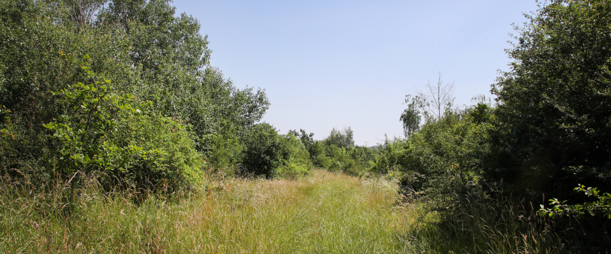 A woodland ride lined with dedicated trees at Haydon Way Wood