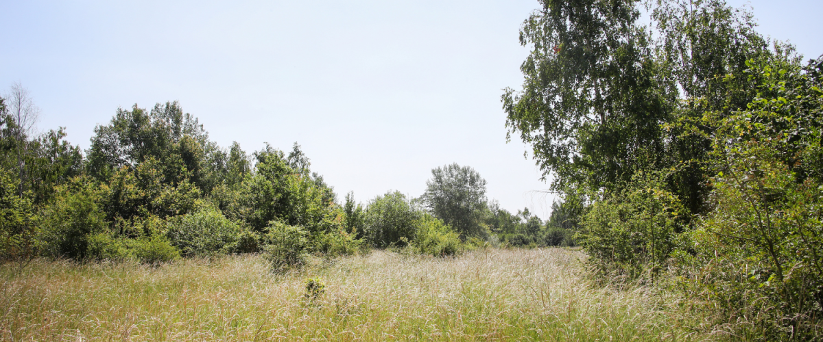 A woodland ride lined with young dedicated trees