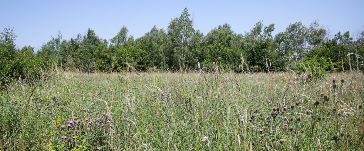Wildflowers blooming near Haydon Way Wood dedication area