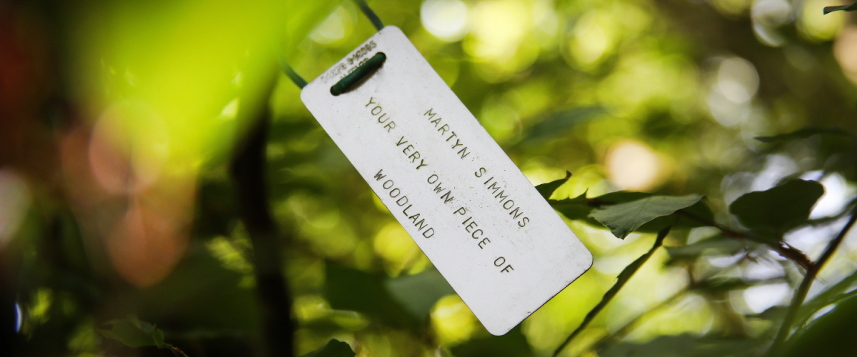A close-up of a dedication tag on a young tree
