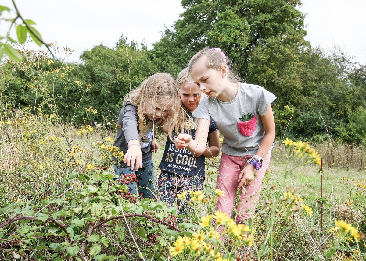 Child looking at blackcurrants