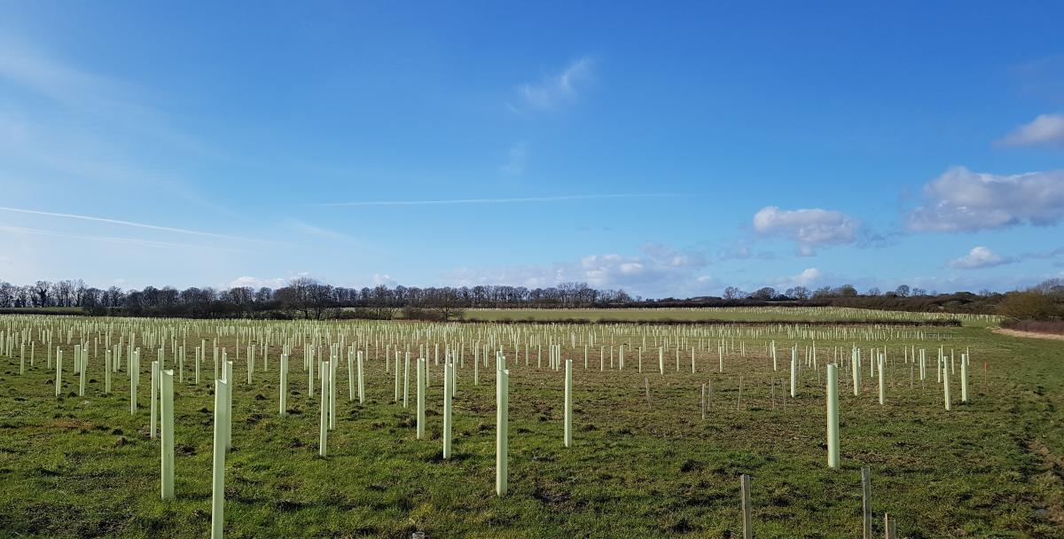 Wide image with many newly planted trees in tubes