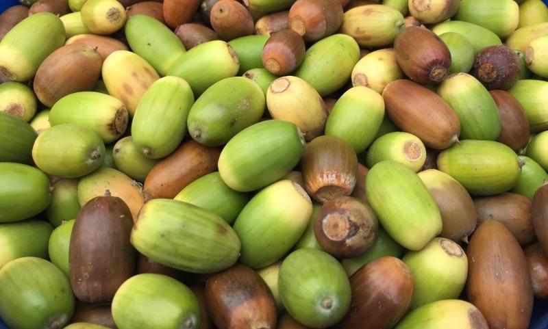 Close up of some acorns