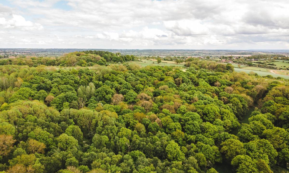Aerial view of Alne Wood in the Forest