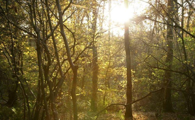 The sun shining through some tree branches