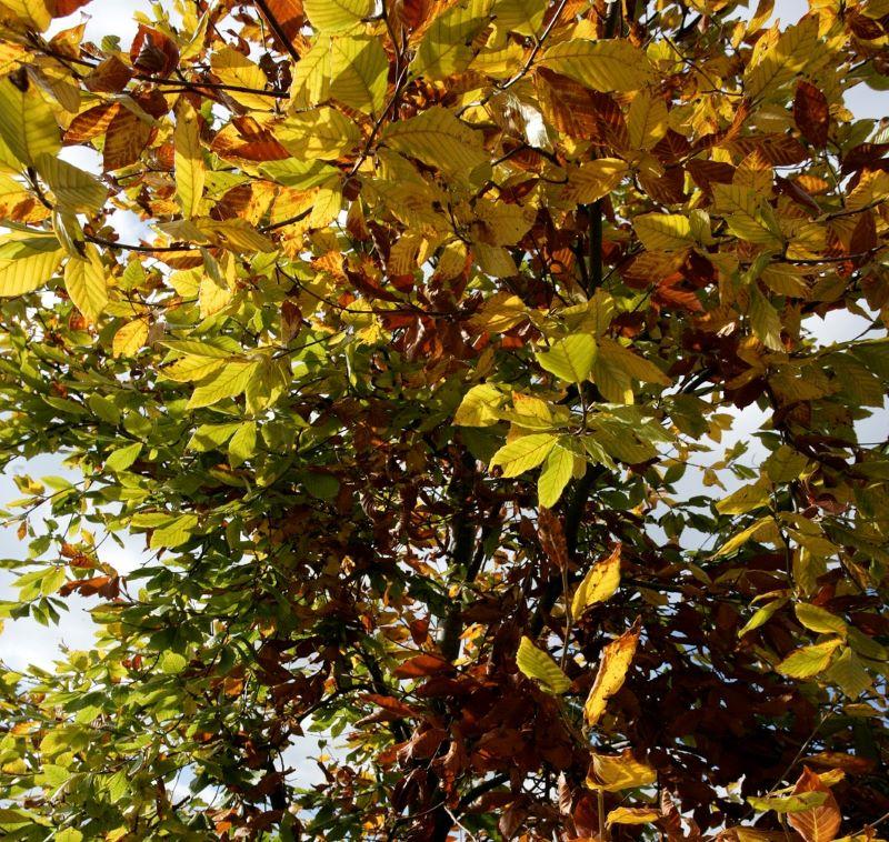 Close up of the leaves of a beech tree