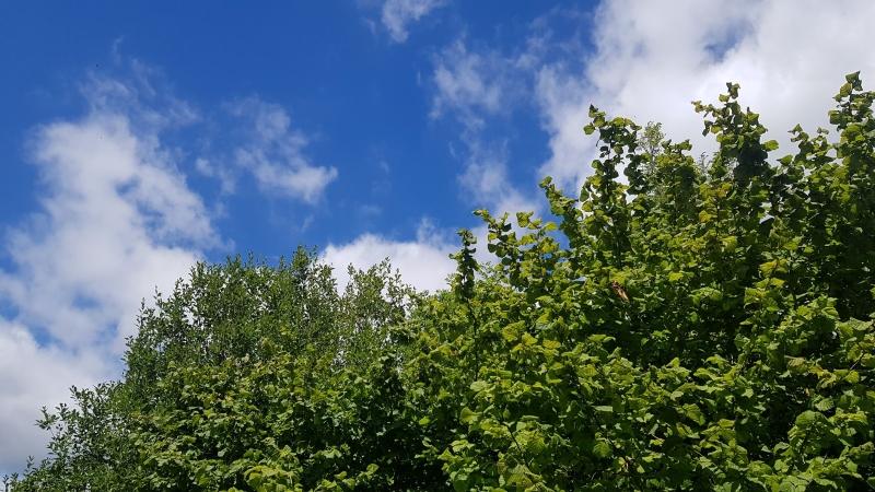 Blue skies in the forest