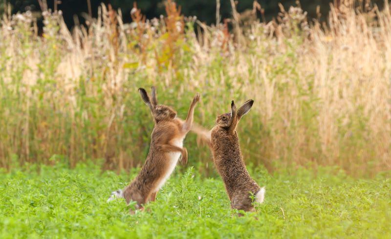 March hares boxing in grassland