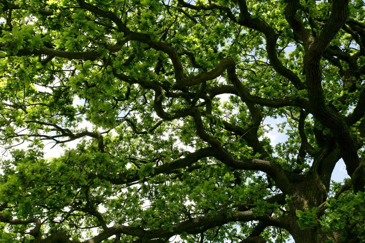 Branches & leaves against sky