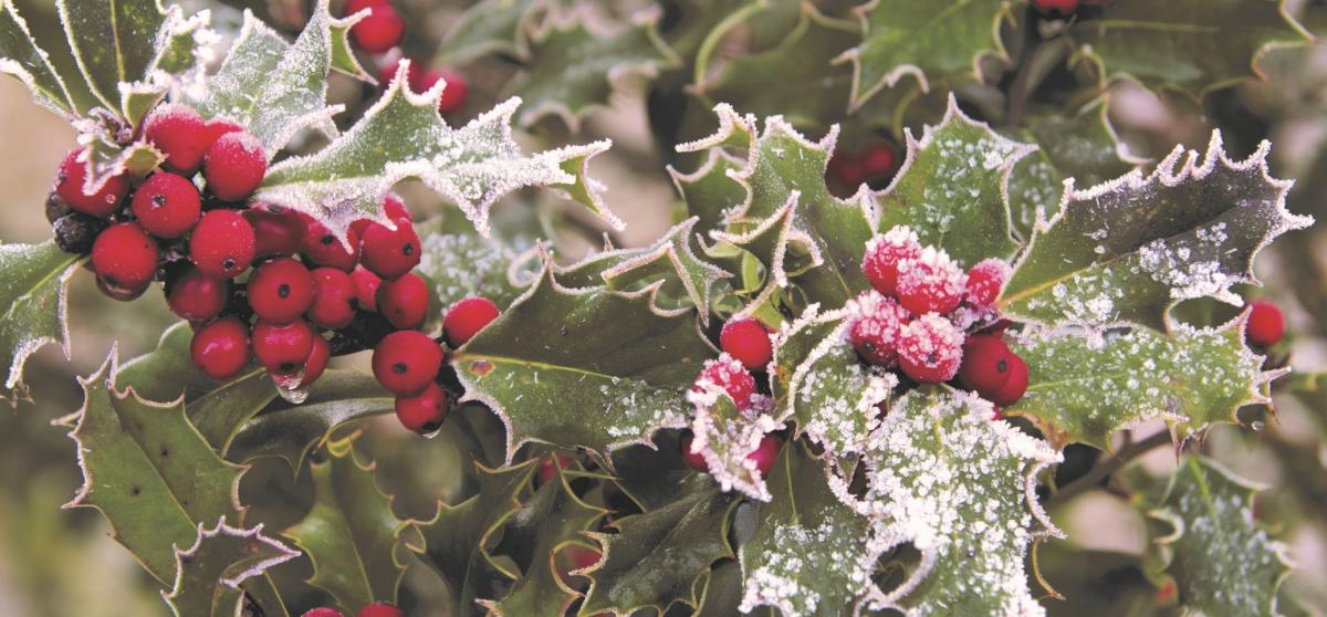 Close up of some holly berries and leaves covered in snow