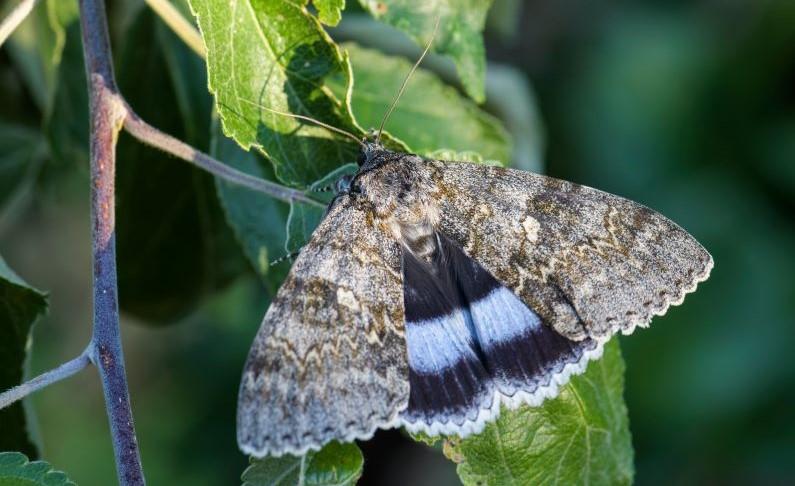 Close of up a Clifden nonpareil moth resting on a leaf