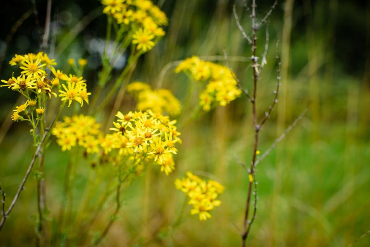 A close up of some common ragwort