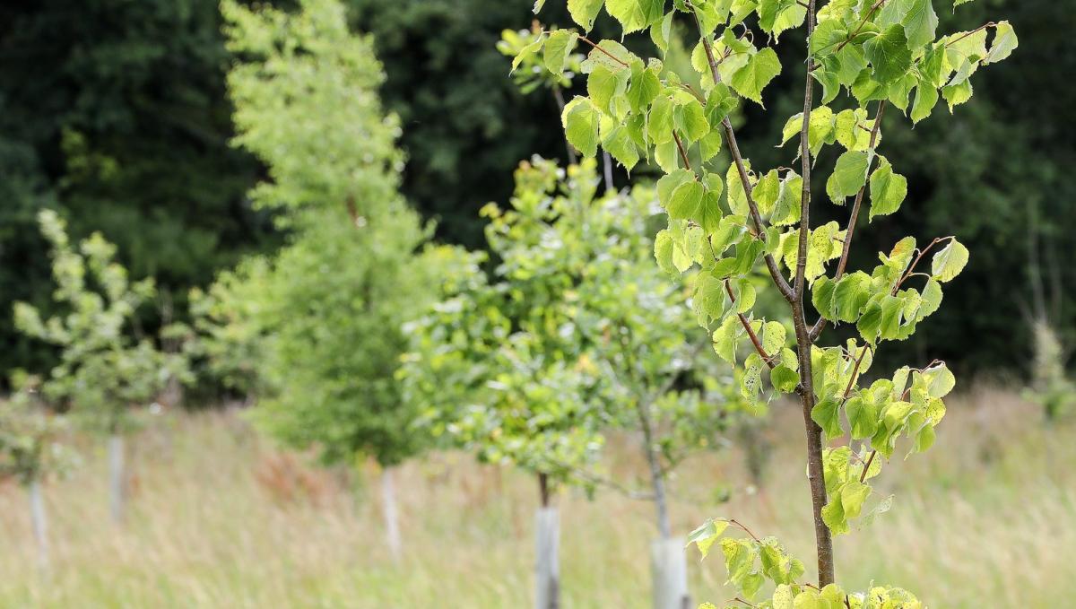 Young trees in tubes in the Forest