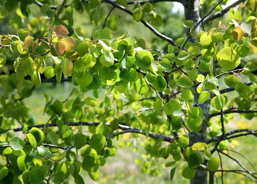 Dapples aspen leaves