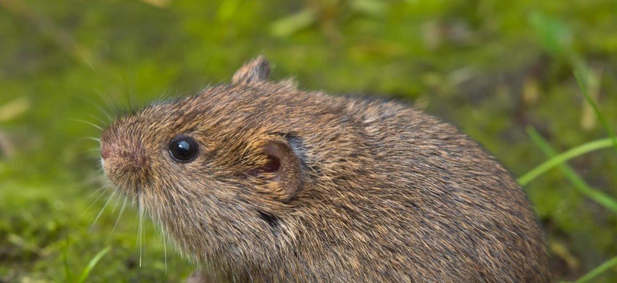 Close up shot of a field vole