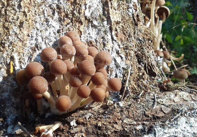 Close up of fungi growing at Coughton Park