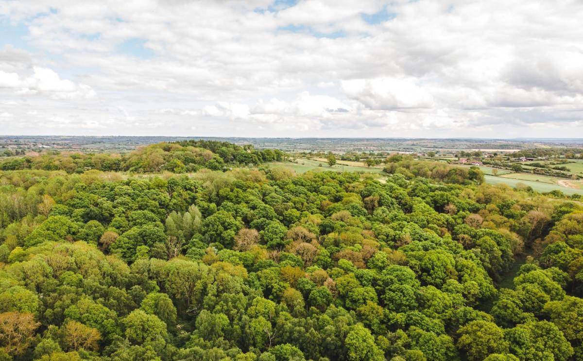 An aerial view of Alne Wood
