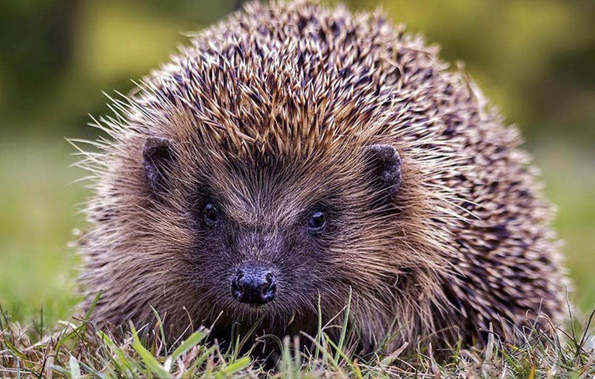 Extreme close up of a hedgehog looking at the camera