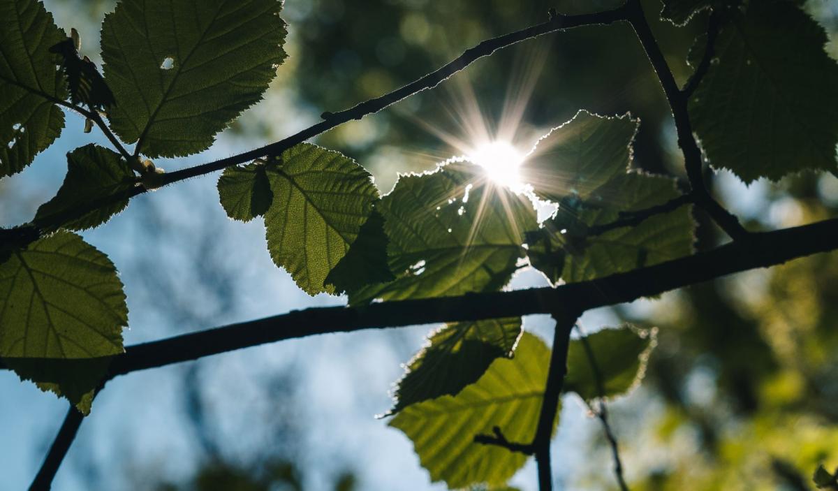 Close up of the sun shining through some green leaves