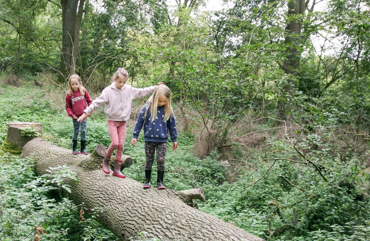 Three children walking along a tree trunk in the Forest