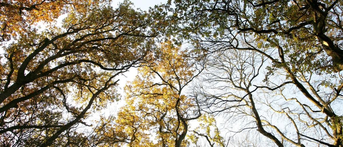 Looking up at the tree canopy and blue sky 