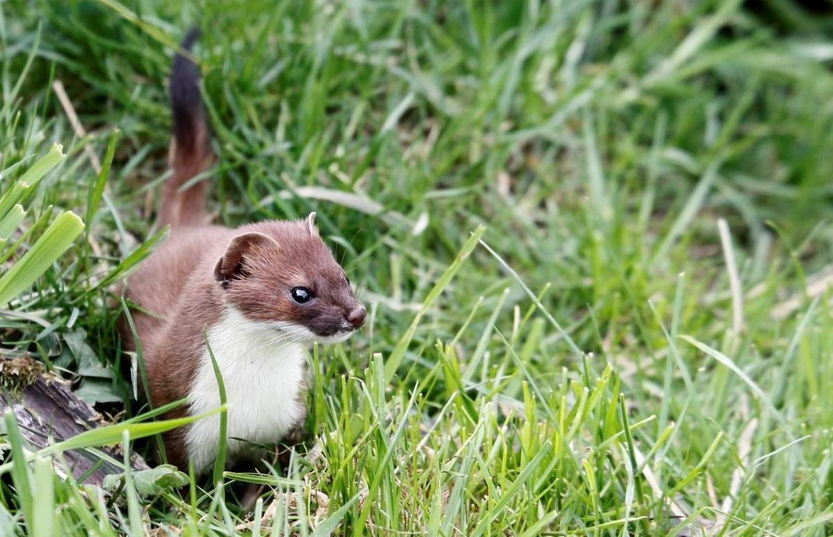 Close up shot of a stoat waiting in the grass