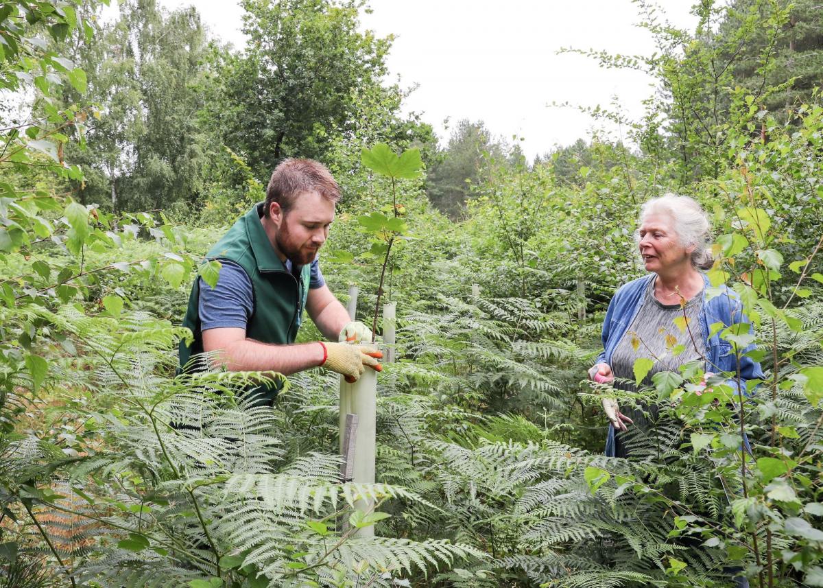 Volunteer Manager Jonathan examining a young tree in a tube with a volunteer