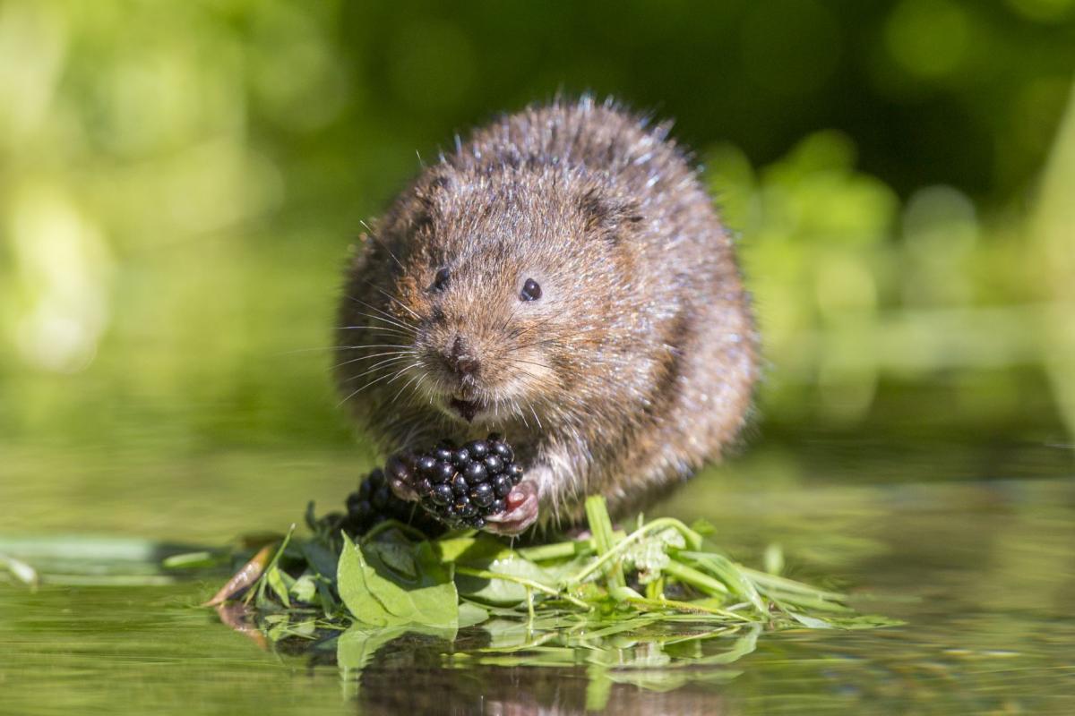 Close up of a water vole perched on some water weeds eating a berry.