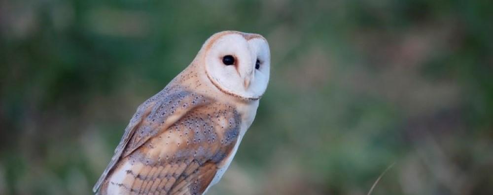 A Barn owl resting on a post