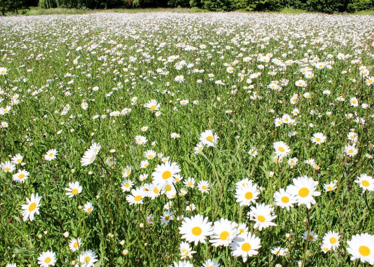 Wild daisy meadow