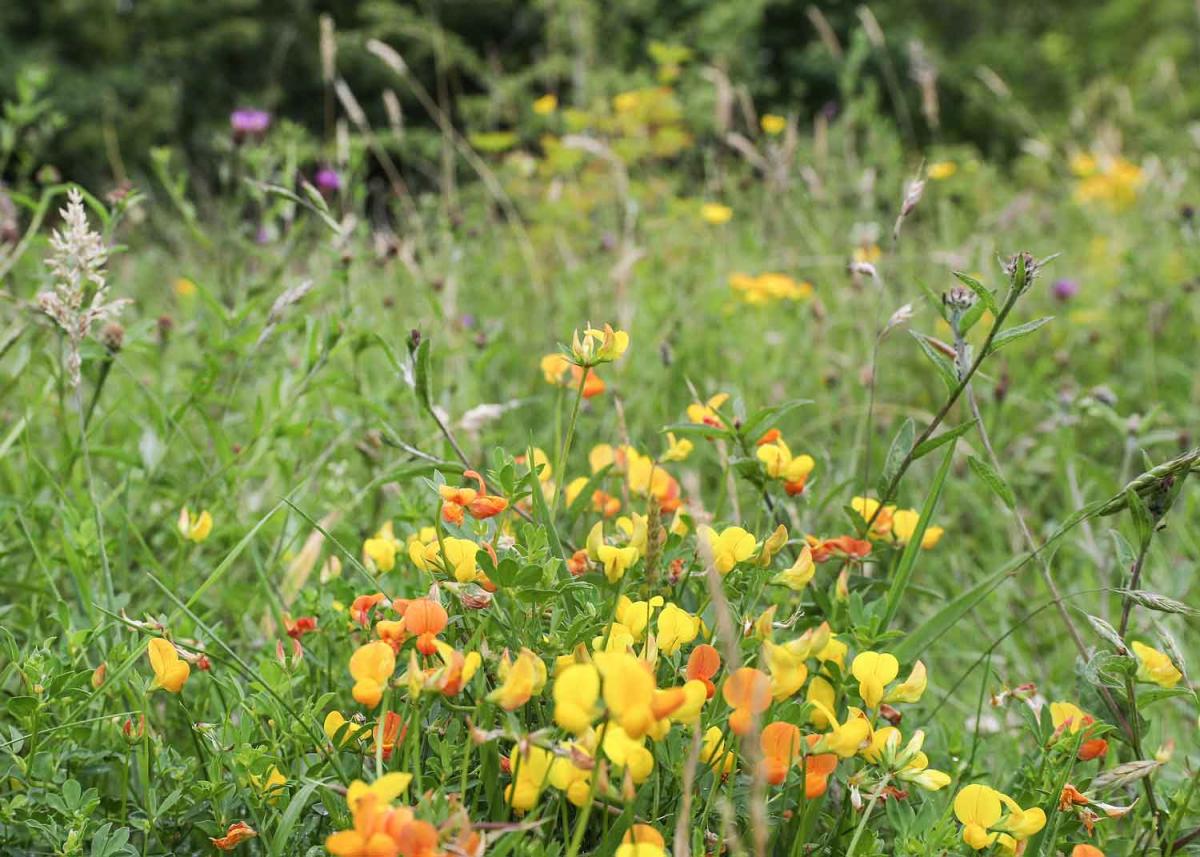 Wildflower meadow