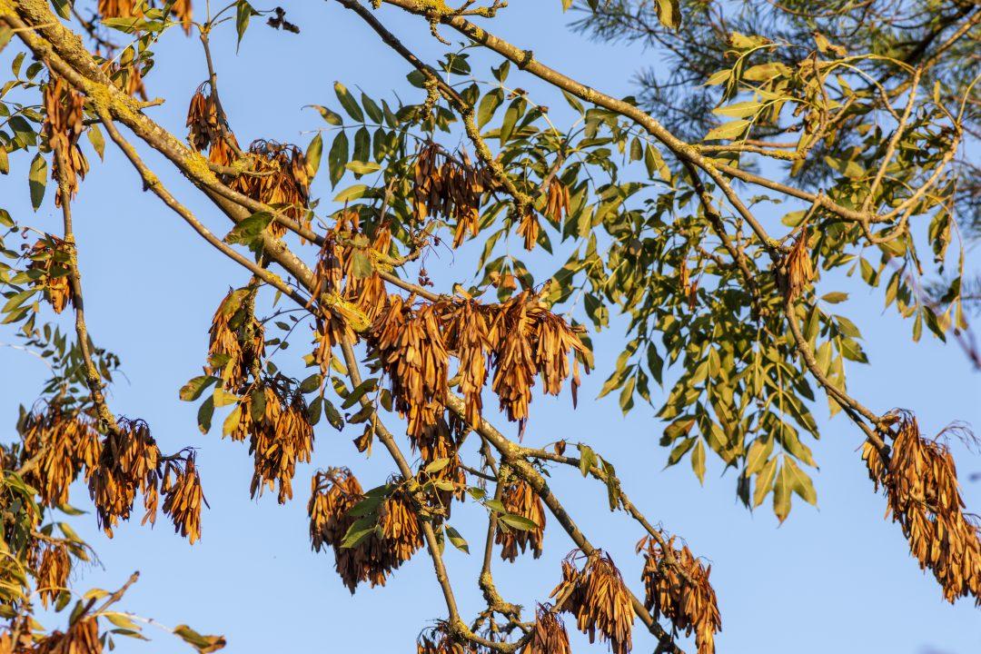 Close up of the leaves of an ash tree against a blue sky