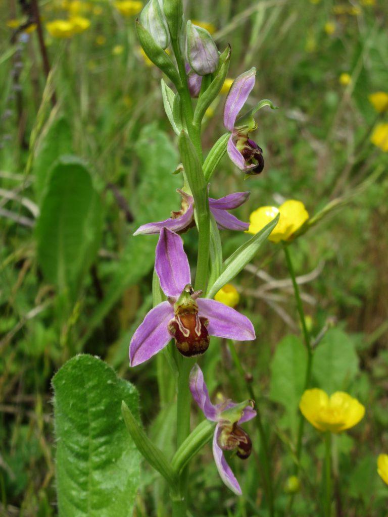 Close up of a bee on some purple orchids taken at Honeybourne