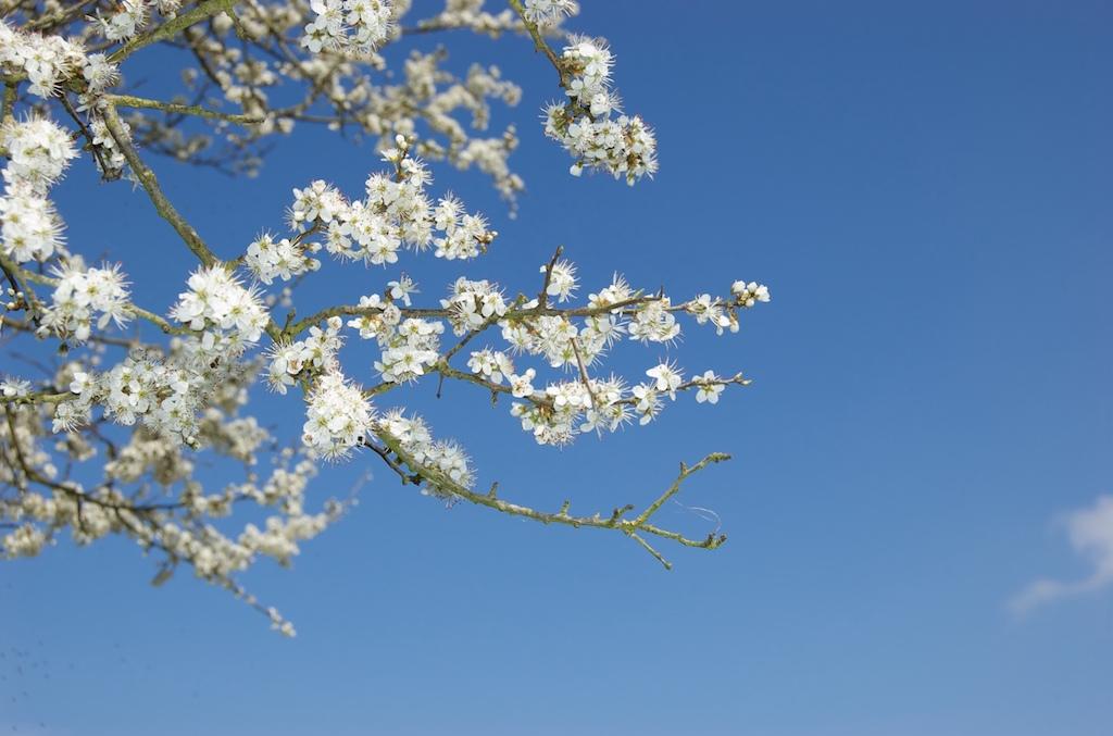 Blackthorn blossom against a blue sky