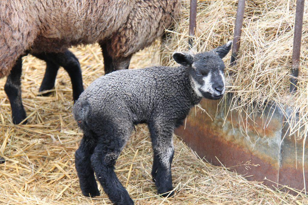 Blue texel lamb in a barn