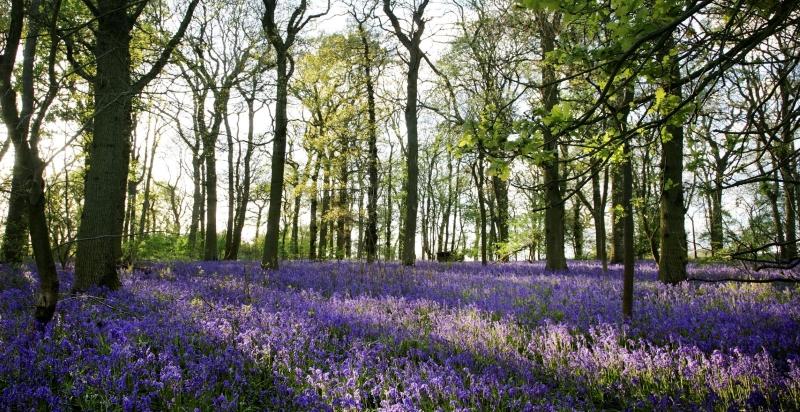 Forest floor covered in a blanket of vibrant bluebells