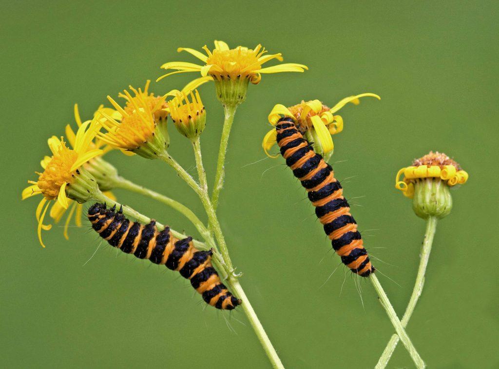 Close up of cinnabar caterpillars climbing some ragwort