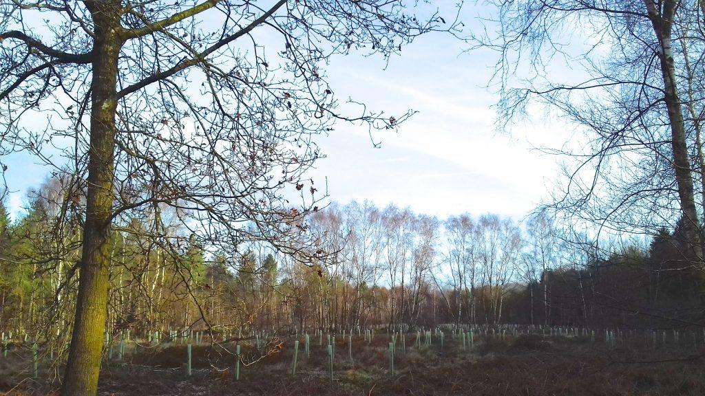 A picture of some trees in front of a blue sky in Coughton park