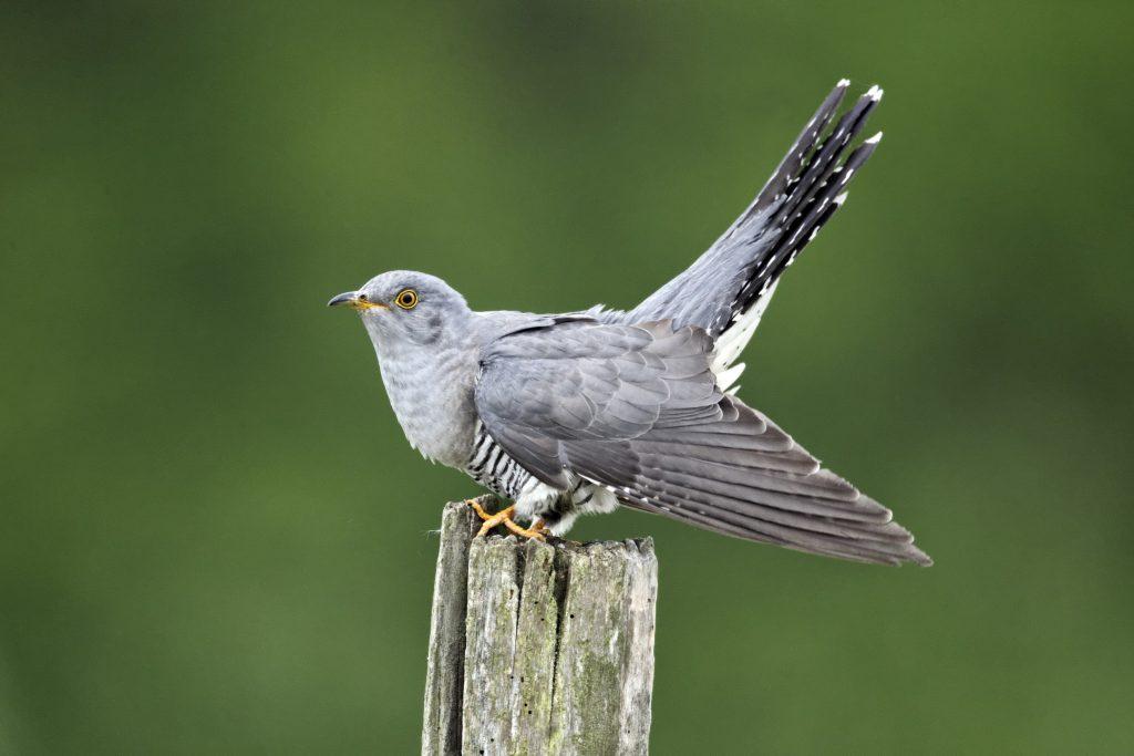 Close up of a cuckoo perched on a wooden pole