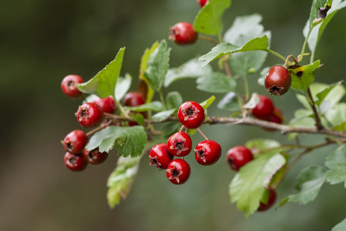 Close up of hawthorn brambles