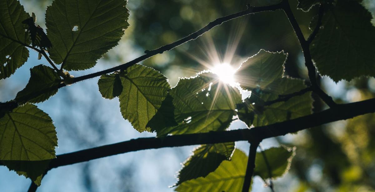 Sun shining through green leaves on a tree branch 